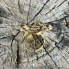 ANILLO ACERO DE FLOR - Imagen 2
